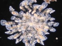 Rotifers