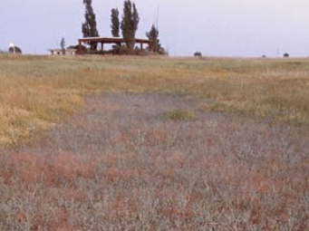 The dry phase