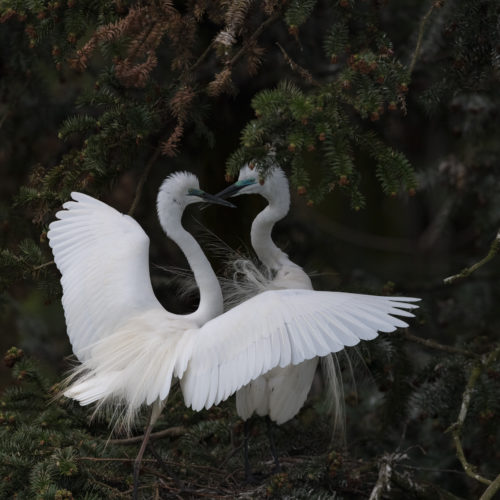 Great Egret