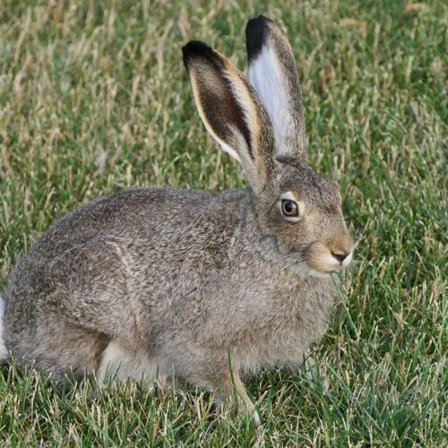 Black-tailed Jackrabbit