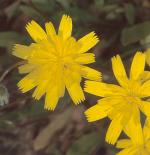 Hawkbit