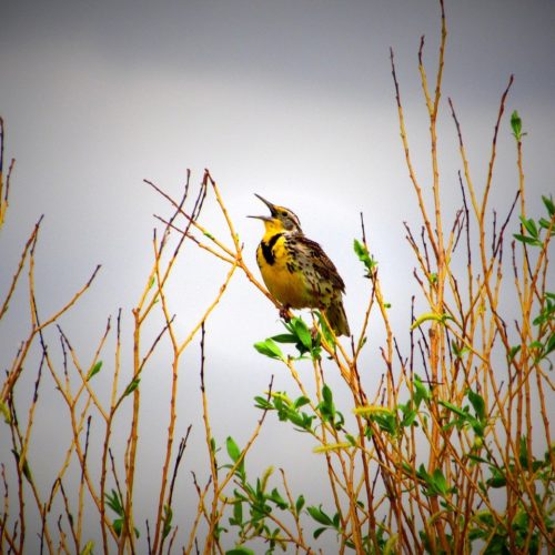 Western Meadowlark