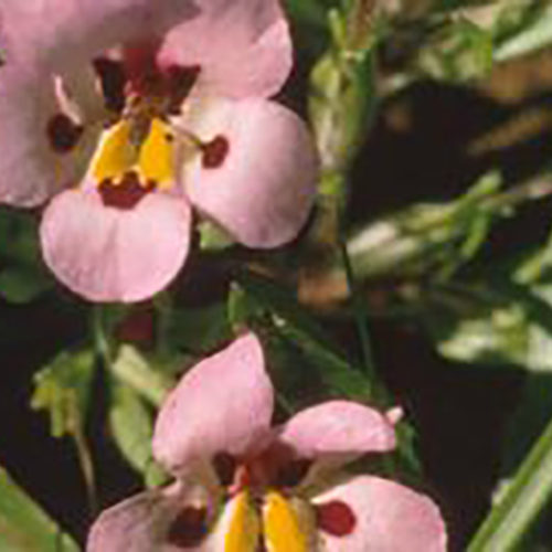 Vernal Pool Monkeyflower