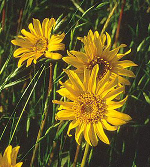 Narrow-leaf Mule’s Ear