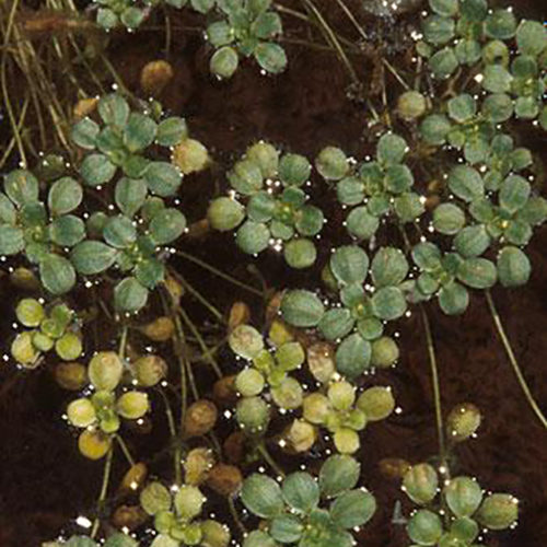 Winged Water Starwort