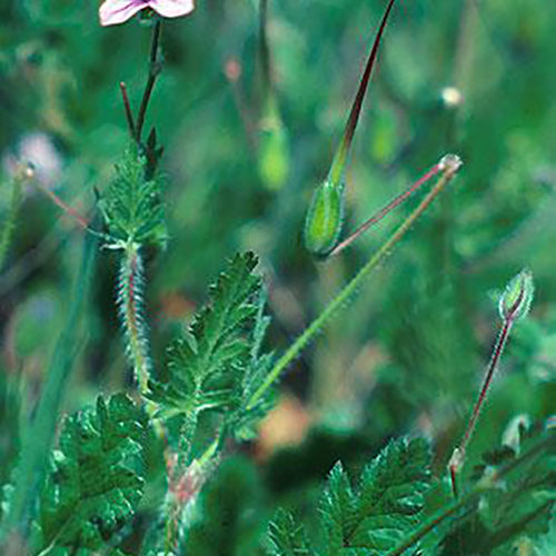 Filaree or Storksbill