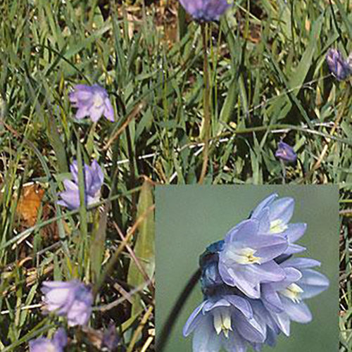 Field Cluster Lily