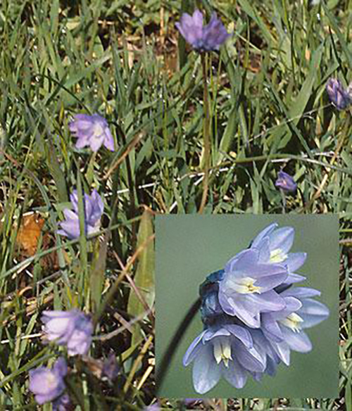 Field Cluster Lily