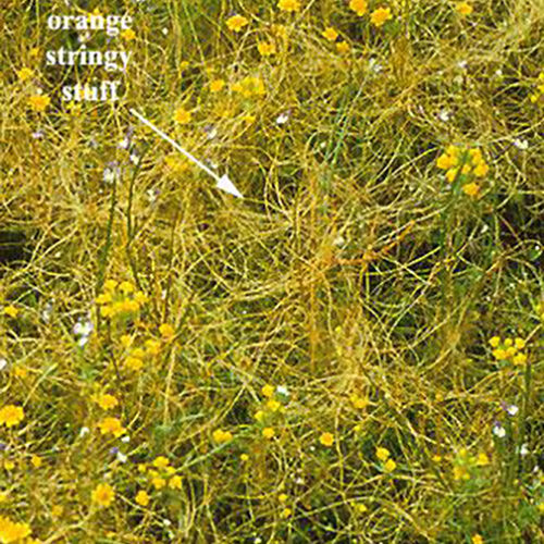 Vernal Pool Dodder
