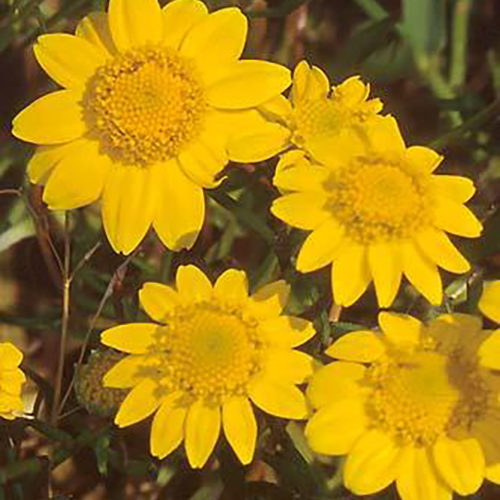 Vernal Pool Goldfields