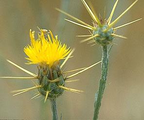 Yellow Star-thistle