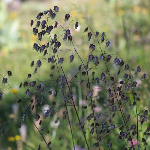 Little Quaking Grass