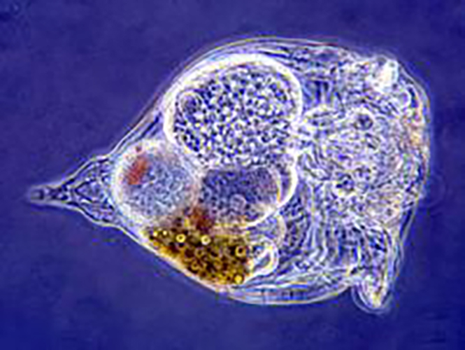 Rotifers