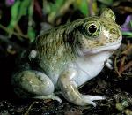 spadefoot