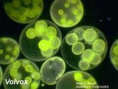 volvox2